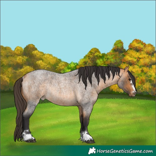 Horse Color:Buckskin Roan Rabicano 