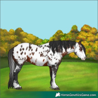 Horse Color:Brown Sabino Near Leopard 