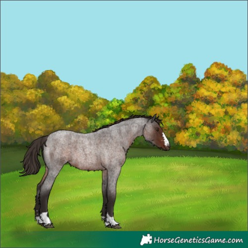 Horse Color:Liver Red Roan 