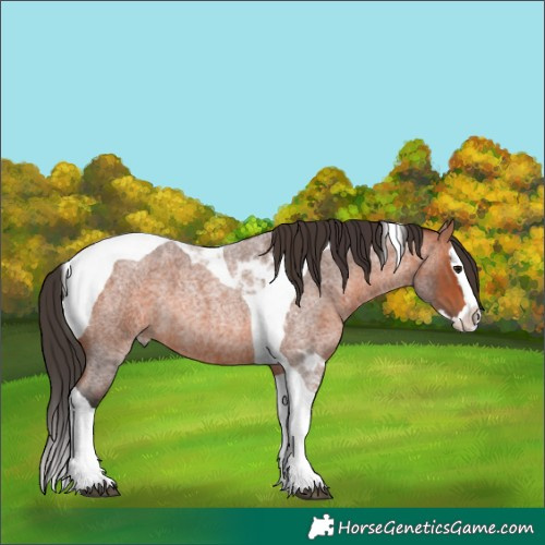 Horse Color:Bay Roan Splash Tobiano 