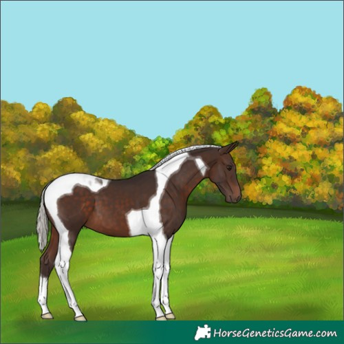 Horse Color:Silver Brown Tobiano 