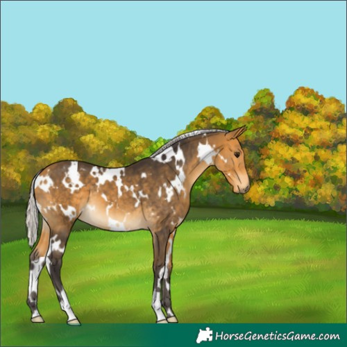 Horse Color:White Spotted Silver Buckskin 