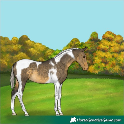 Horse Color:Silver Buckskin Dun Tobiano Varnish 