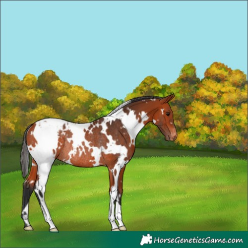 Horse Color:White Spotted Bay Appaloosa Rabicano 