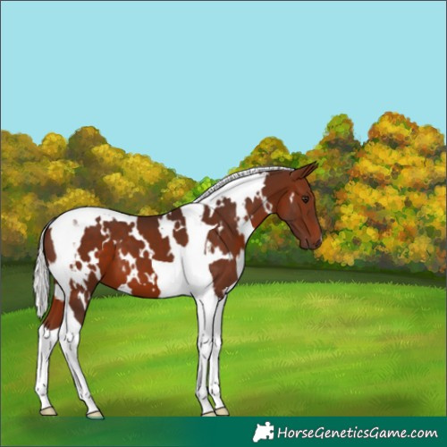 Horse Color:White Spotted Silver Brown Tobiano 