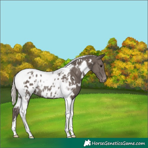 Horse Color:White Spotted Silver Black Tobiano Blanket Rabicano 