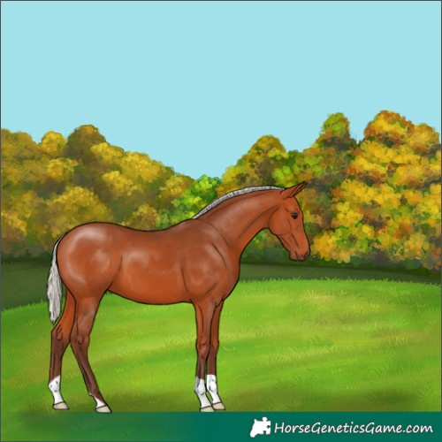 Horse Color:Silver Bay 