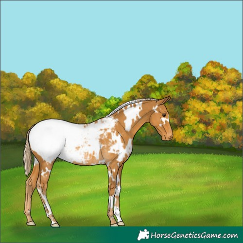 Horse Color:White Spotted Palomino Appaloosa Rabicano 