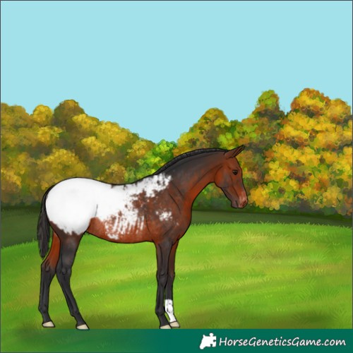 Horse Color:Bay Appaloosa Rabicano 