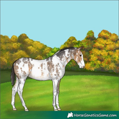 Horse Color:White Spotted Buckskin Sabino 