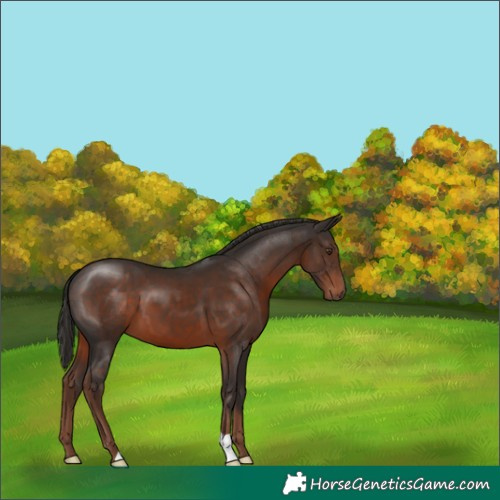 Horse Color:Liver Chestnut 