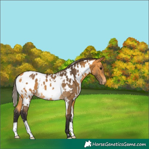 Horse Color:White Spotted Buckskin Appaloosa 