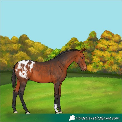 Horse Color:Bay Appaloosa 