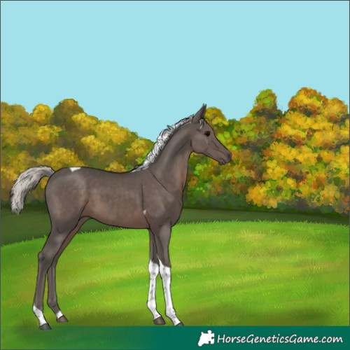 Horse Color:Silver Black Tobiano 