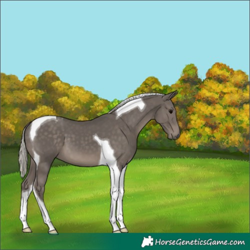 Horse Color:Silver Black Tobiano 