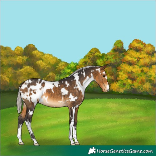 Horse Color:White Spotted Silver Buckskin Appaloosa 