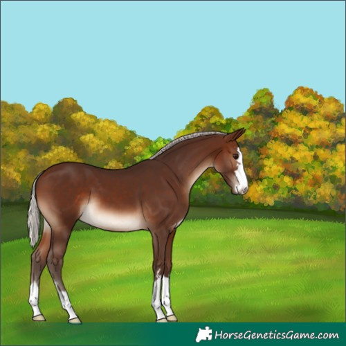 Horse Color:Silver Brown 