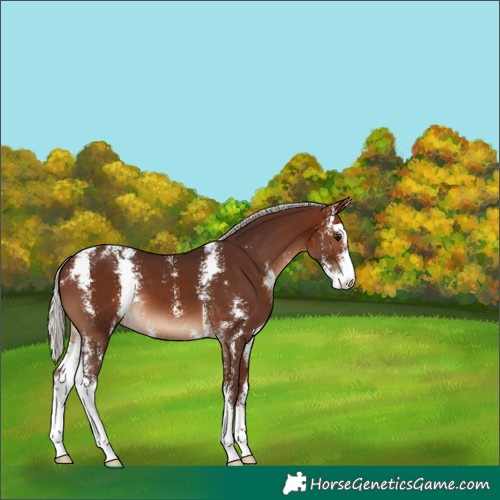 Horse Color:Silver Brown Sabino 