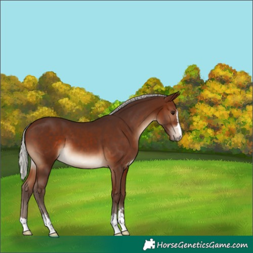 Horse Color:Silver Brown 