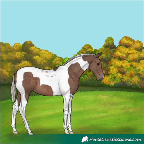 Horse Color:Silver Black Tobiano 