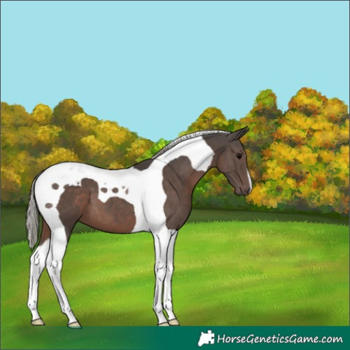 Horse Color:Silver Black Tobiano 