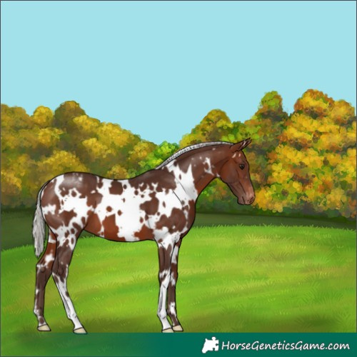 Horse Color:White Spotted Silver Brown Varnish 