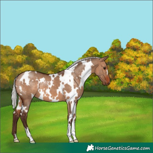 Horse Color:White Spotted Silver Brown Dun 