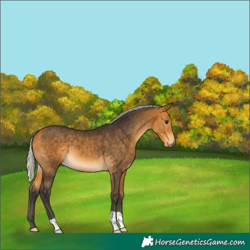 Horse Color:Silver Buckskin 