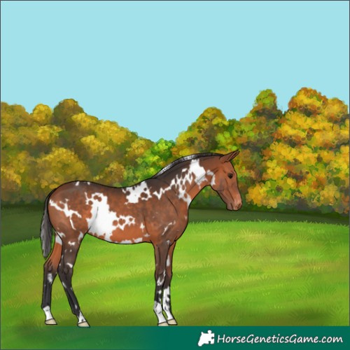 Horse Color:White Spotted Bay Appaloosa 