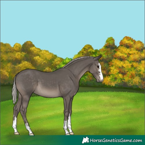 Horse Color:Silver Black 