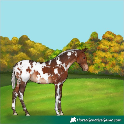 Horse Color:White Spotted Silver Brown Blanket 
