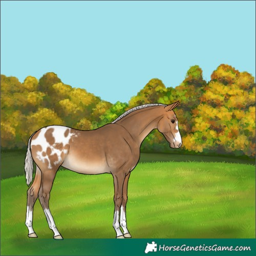 Horse Color:Silver Buckskin Appaloosa 