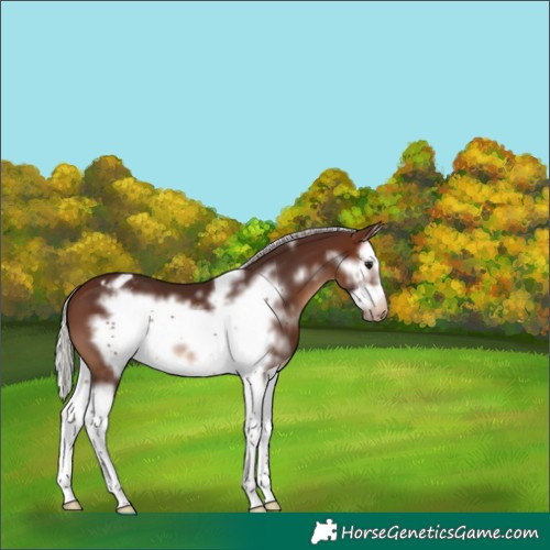 Horse Color:White Spotted Silver Brown Splash Frame Appaloosa 