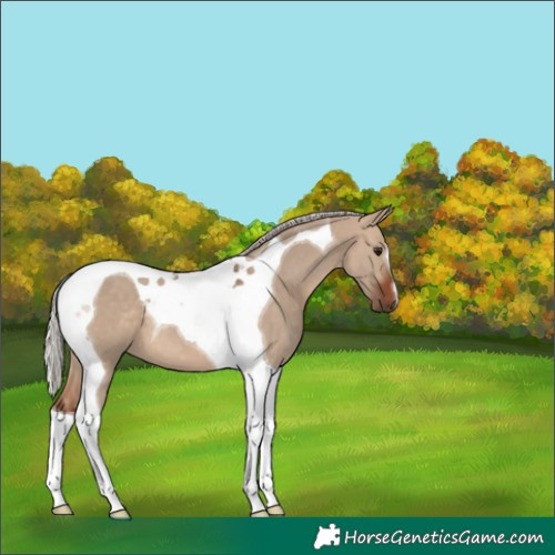 Horse Color:Silver Brown Dun Tobiano 