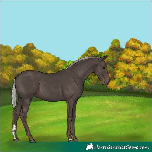 Horse Color:Silver Black 