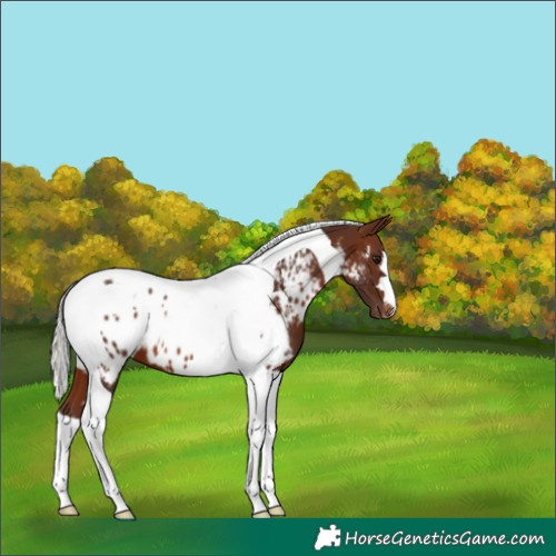 Horse Color:Silver Brown Tobiano Appaloosa 