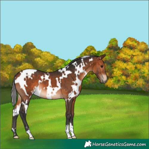 Horse Color:White Spotted Bay 