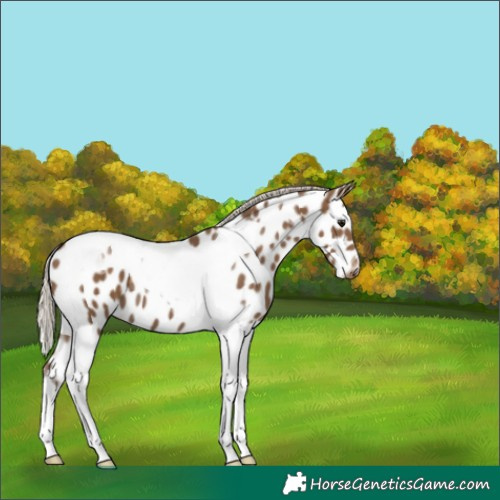 Horse Color:Silver Smoky Black Tobiano Near Leopard 