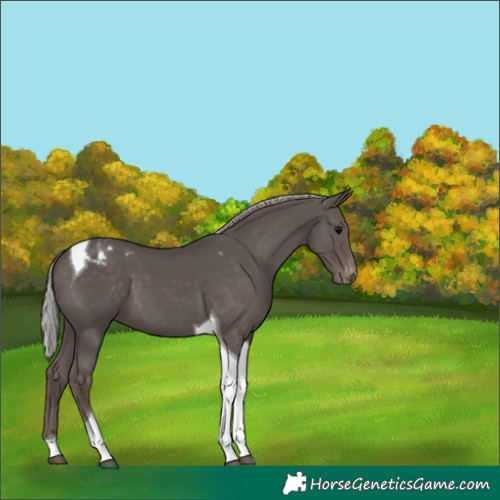 Horse Color:Silver Black Tobiano Varnish 