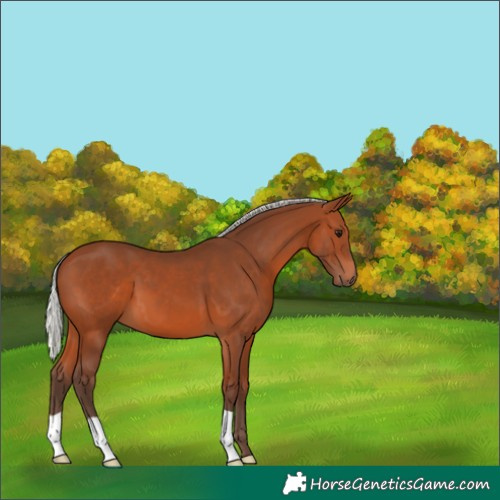 Horse Color:Silver Brown 
