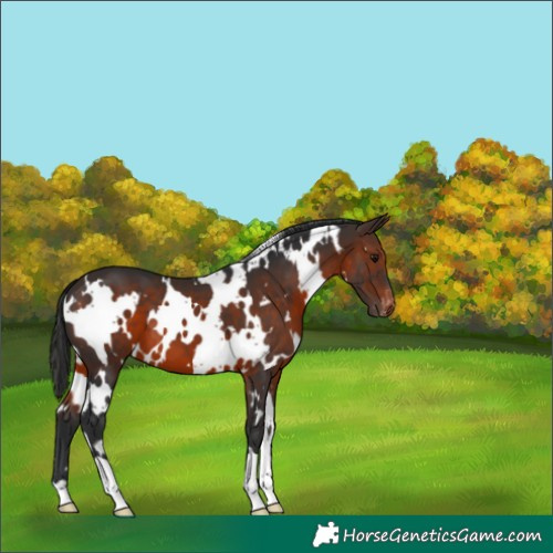 Horse Color:White Spotted Brown Varnish 
