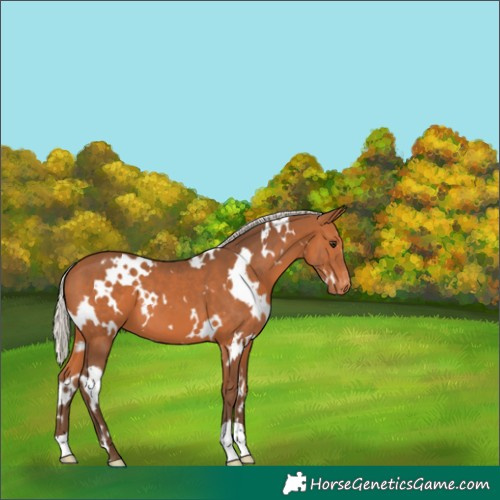 Horse Color:White Spotted Silver Bay Appaloosa 