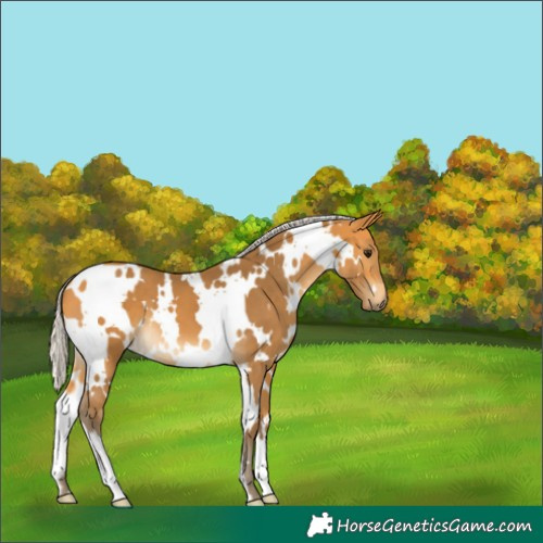 Horse Color:White Spotted Silver Buckskin 