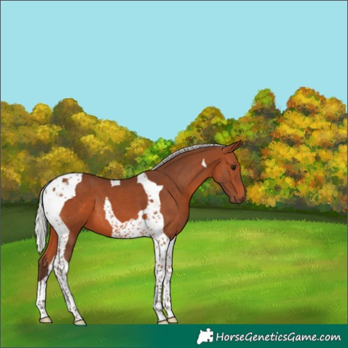 Horse Color:Silver Brown Tobiano 