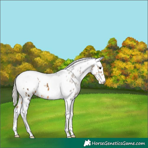 Horse Color:White Spotted Silver Buckskin Tobiano Leopard 