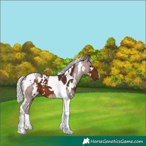 Horse Color:White Spotted Silver Brown Tobiano 