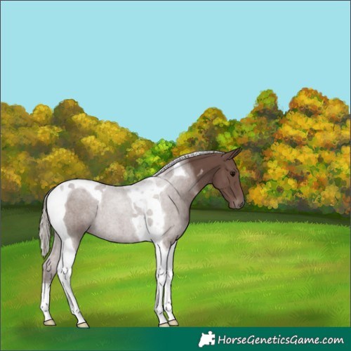 Horse Color:Silver Black Tobiano 