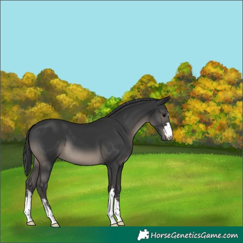 Horse Color:Black 