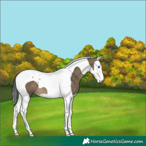 Horse Color:Gray Brown Dun Splash Tobiano 