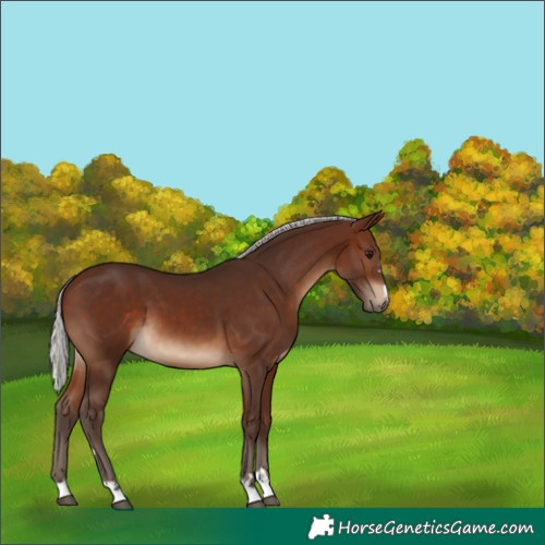 Horse Color:Silver Brown 
